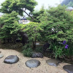 あやめ　お庭　garden　bloom
