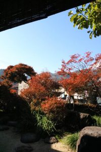 ドウダンツツジ　紅葉　庭